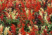 Sage flowers (Salvia 'Series Red Vista')