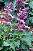 Sage flowers (Salvia splendens)