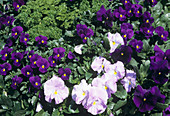 Assorted pansies (Viola x wittrockiana)