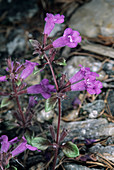 Alpine calamint flowers (Acinos alpinus)