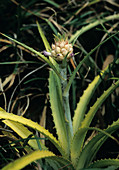 Dwarf pineapple plant (Ananas nanus)