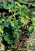 Portland spurge (Euphorbia portlandica)
