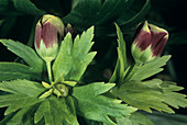 Hellebore flowers (Helleborus vesicarius)