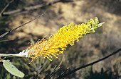 Flame Grevillea flower spike