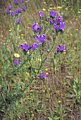 Paterson's curse flowers