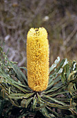 Slender Banksia flower head