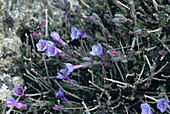 Gromwell flowers (Lithodora hispidula)
