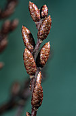 Bog myrtle flower buds (Myrica gale)