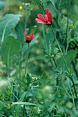 Rough poppies (Papaver hybridum)