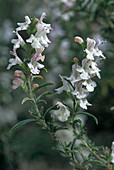 Winter savory flowers (Satureja montana)