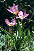 Wild tulips (Tulipa bakeri)