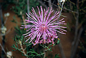Isopogon flower