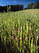 Corncockle flowers (Agrostemma githago)