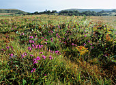 Betony flowers (Stachys officinalis)