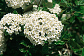 Fragrant viburnum