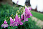 Penstemon 'Alice Hindley' flowers