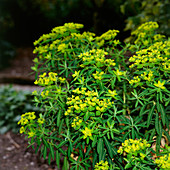 Spurge flowers (Euphorbia schillingii)