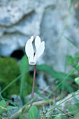 Balearic sowbread flower