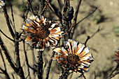 Burnt protea flowers