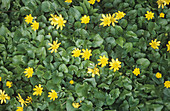 Lesser celandine flowers