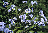 Forget-me-not flowers