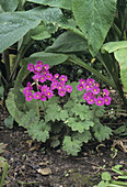 Primrose flowers