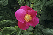Hedgehog rose flower