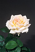 Rose 'Pinctata Aurea' flower