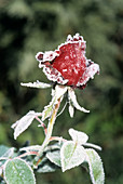 Rose 'Manheim' bud