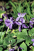 Sweet violet flowers