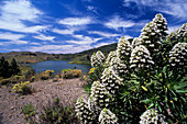 Canary Island bugloss flowers