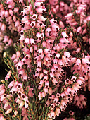 Heather 'Brightness' flowers