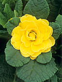 Primrose 'Belarina Butter Yellow' flower