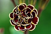 Polyanthus 'Elizabeth Killelay' flower