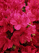 Rhododendron 'Anne Frank' flowers