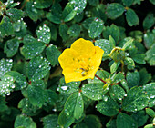 Haberlea rhodopensis flower