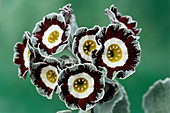 Show auricula 'Queen Bee' flowers