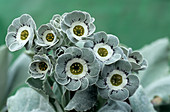 Show auricula 'C.G. Haysom' flowers