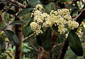 Photinia glabra flowers