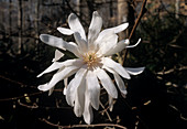 Magnolia 'Royal Star' flower