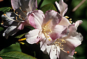 Rhododendron carneum flower
