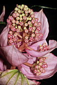 Medinilla magnifica flower buds