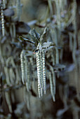 Silktassel bush (Garrya elliptica)