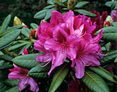 Rhododendron 'Pink Pearl' flowers