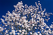Magnolia (Magnolia campbellii var. alba)