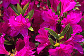 Rhododendron 'Vuyk's Rosyred' flowers