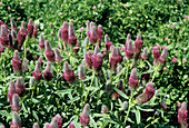 Trifolium rubens flowers