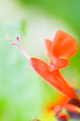Red sage (Salvia coccinea)