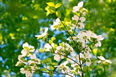 White dogwood (Cornus florida)