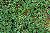 Smalleaf cotoneaster